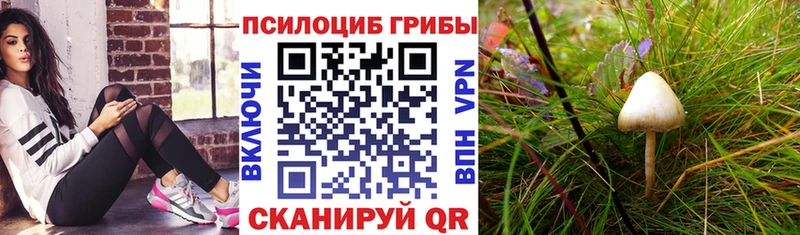 где можно купить   Нижние Серги  Галлюциногенные грибы Cubensis 